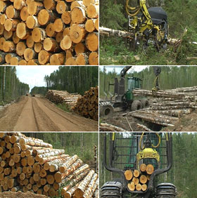 заготовка дров в промышленных масштабах