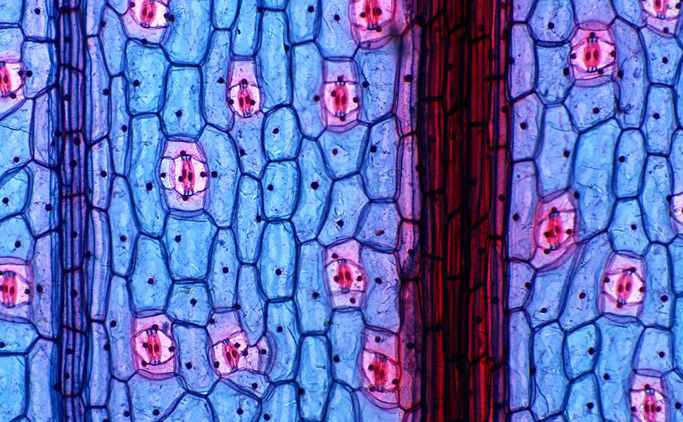Клетки дерева под микроскопом.