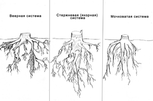 виды корневых систем деревьев
