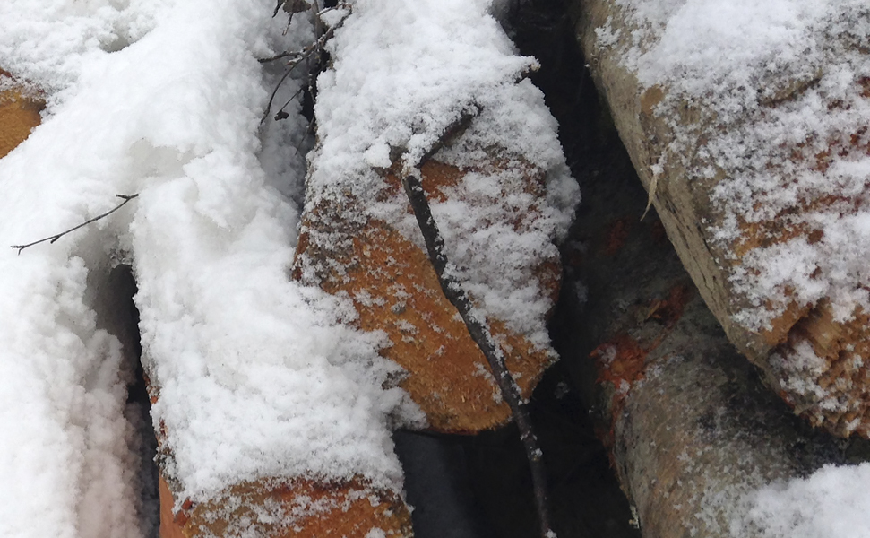 Свежеспиленая ольха под снегом.
