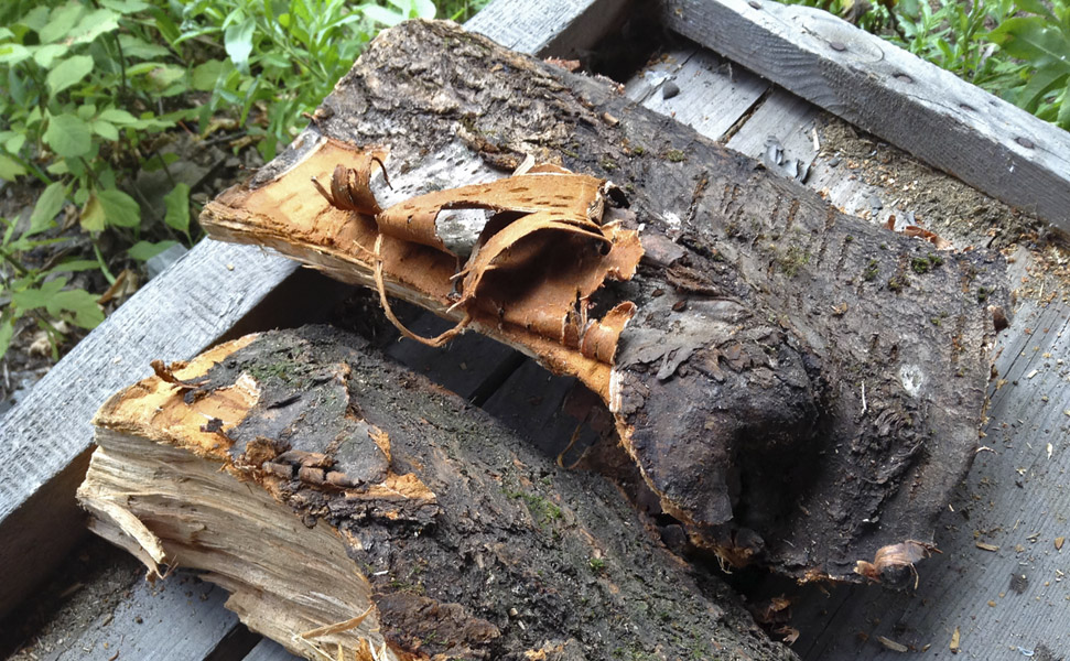На фотографии наглядно показано, что кора с просушенных дров легко отделяется.